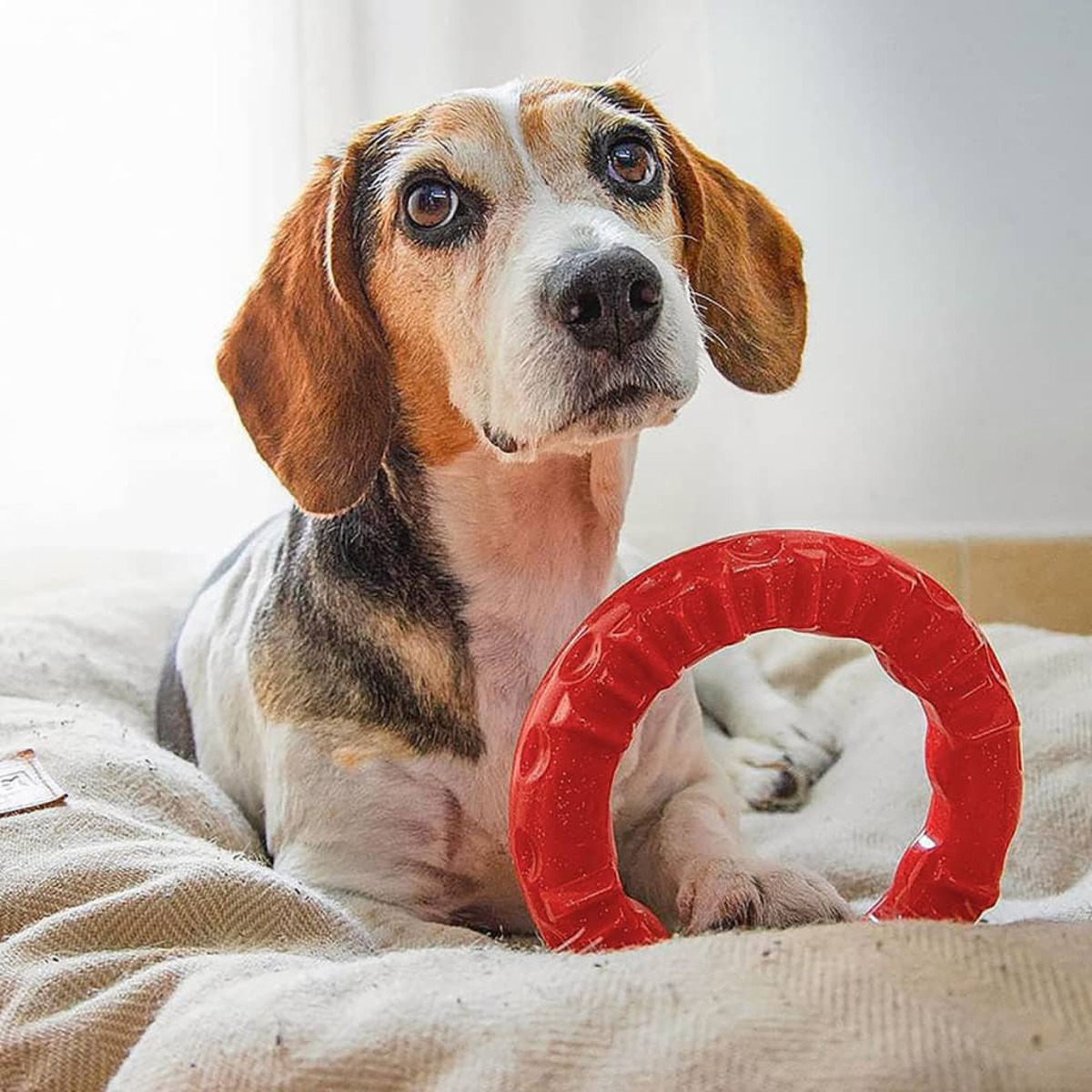 Un cane beagle sdraiato con un giocattolo ad anello rosso.