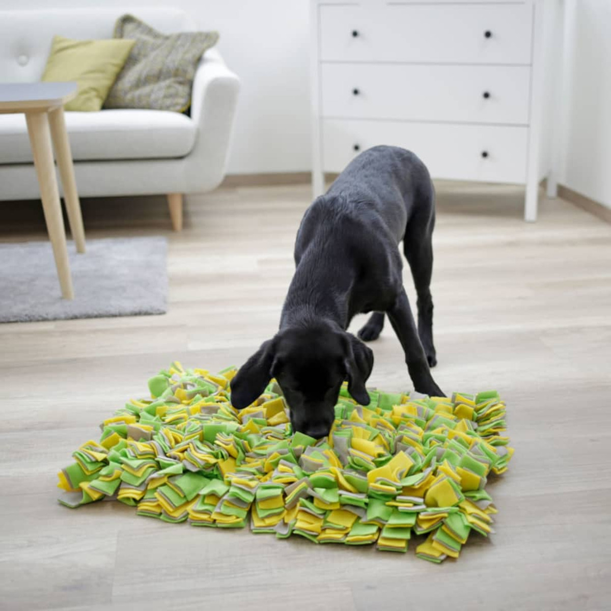 Schwarzer Hund, der an einer bunten Schnüffeldecke schnuppert.