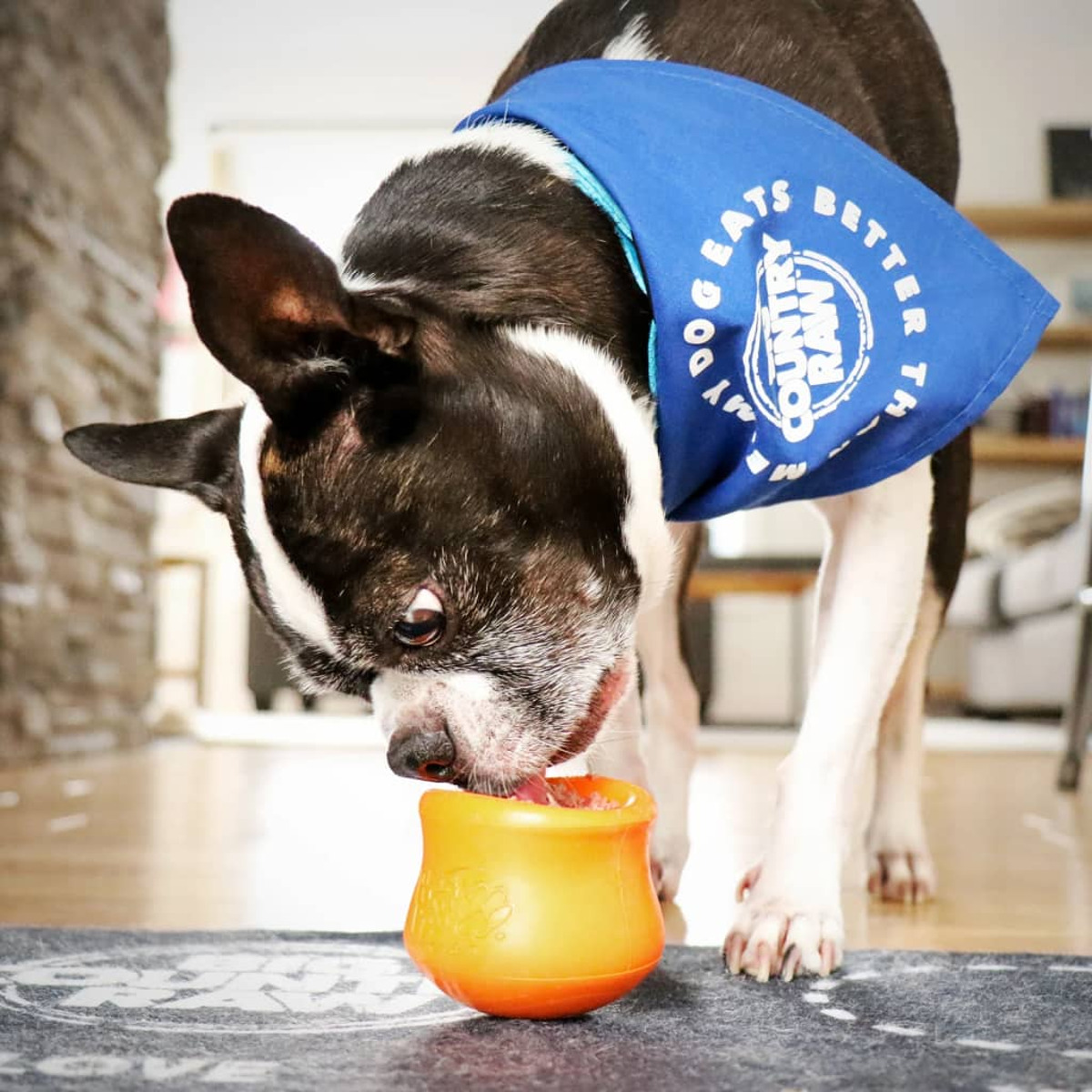Un cane Boston Terrier con un fazzoletto blu che mangia da un giocattolo arancione.