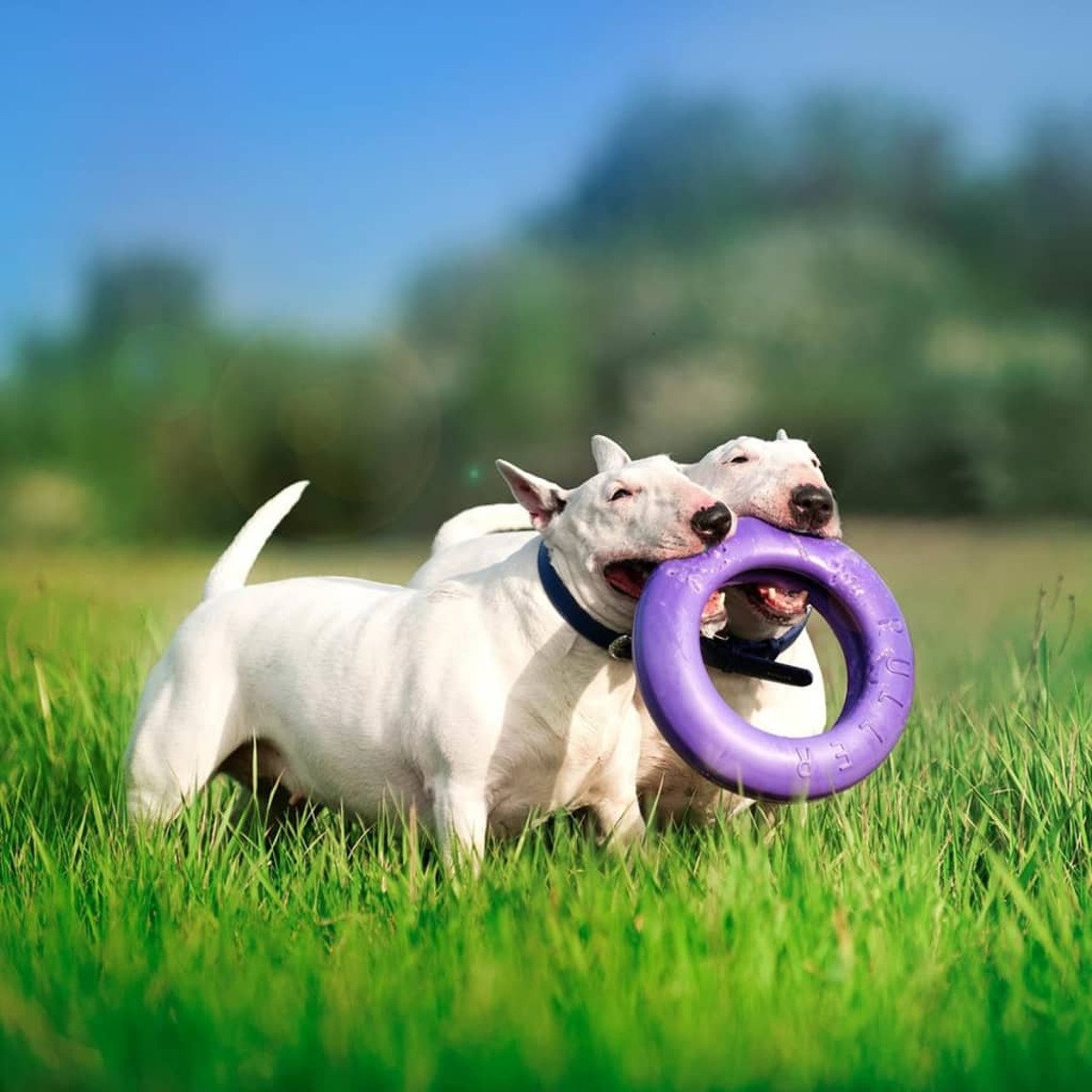 Zwei weiße Hunde spielen auf einer Wiese mit einem lila Spielzeug.