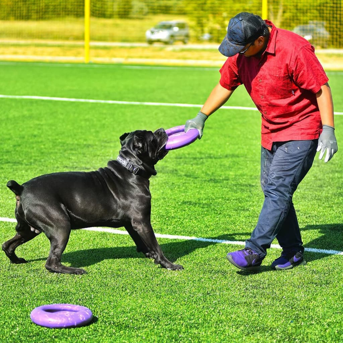 Mann spielt mit einem schwarzen Hund auf einem grünen Feld. Der Mann hält einen lila Ring für den Hund.