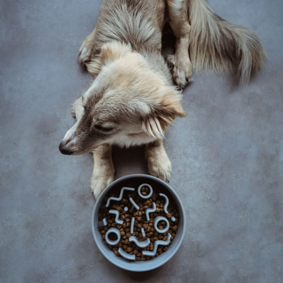 Ein Hund blickt auf einen Futternapf mit Labyrinth-Design. Das Futter ist Trockenfutter.
