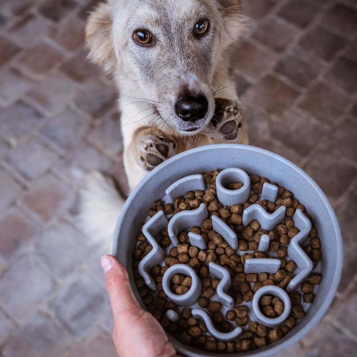 Hund blickt auf eine Futterschüssel, die von einer Hand gehalten wird. Hund im Fokus.
