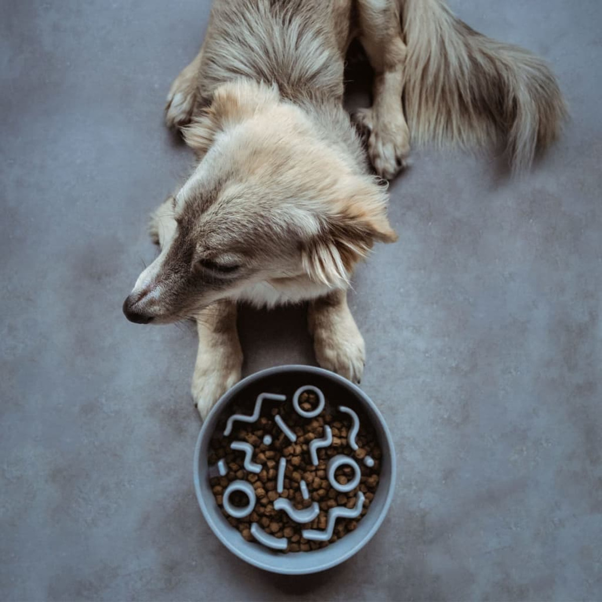 Ein Hund betrachtet eine Schüssel mit Futter in Form von Symbolen auf grauem Boden.