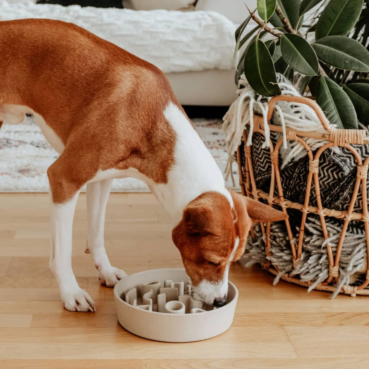Ein Hund, der aus einer langsamen Futterschüssel frisst. Der Hund ist weiß und braun. Eine Pflanze und ein Korb sind im Hintergrund.