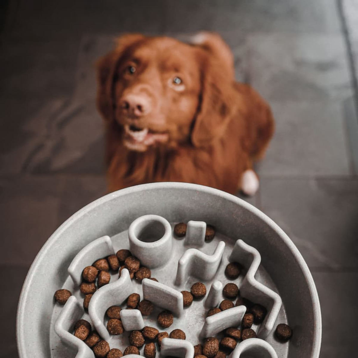 Ein Hund blickt auf eine graue Slow-Feeder-Schüssel mit braunem Trockenfutter auf grauer Oberfläche.