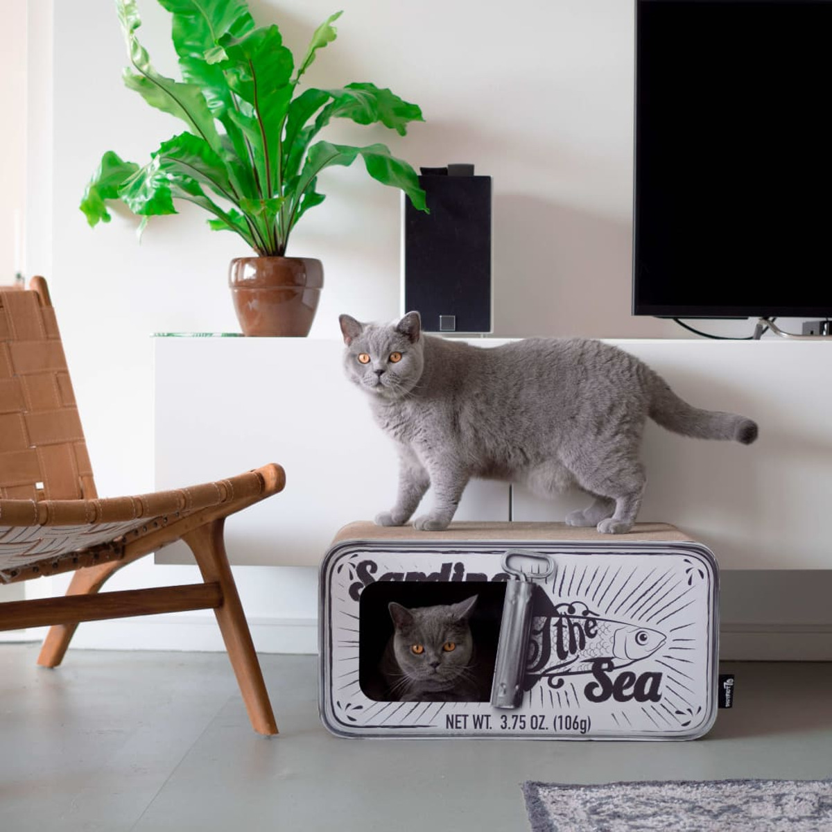 Un gatto grigio in piedi su una casetta per gatti di latta. Un altro gatto è dentro.