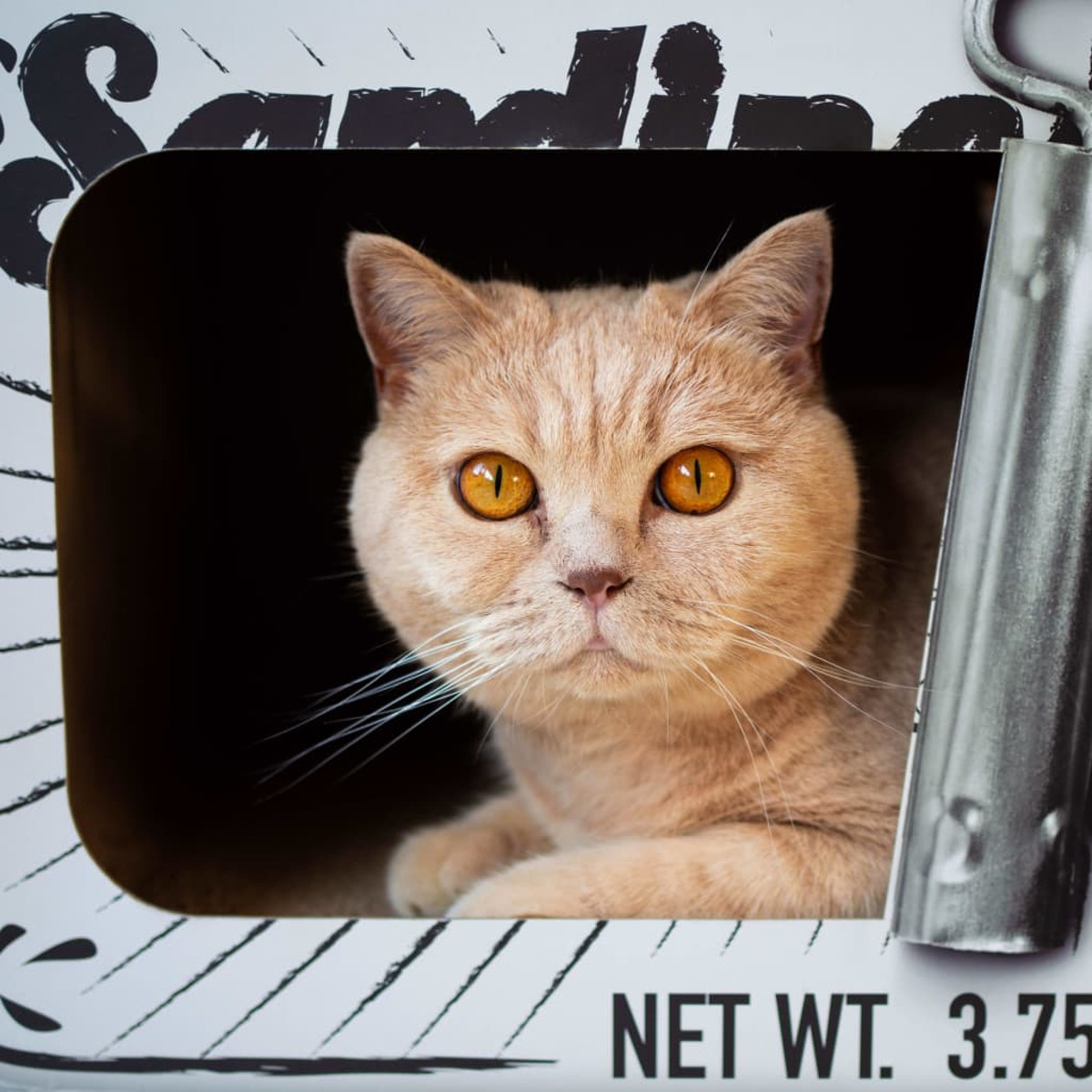 Un gatto color pesca sbuca da una scatola di sardine con occhi arancioni brillanti.