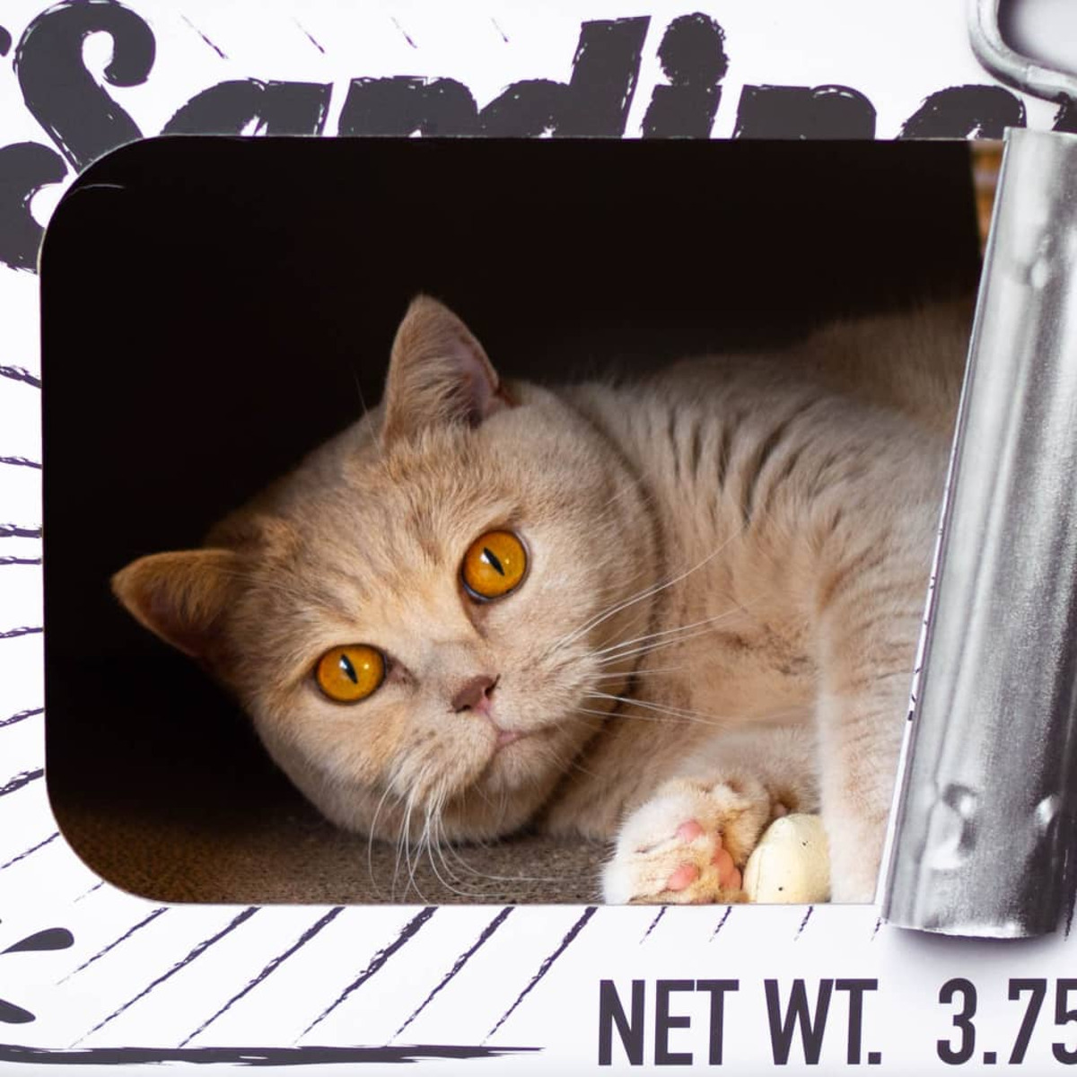 Un gatto in una scatola di sardine. Il gatto è marrone chiaro con occhi arancioni, che guarda lo spettatore.
