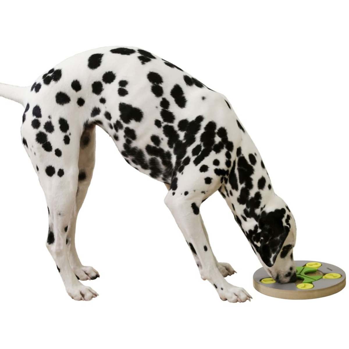 Un cane dalmata sta giocando con un gioco di attività per cani su uno sfondo bianco.