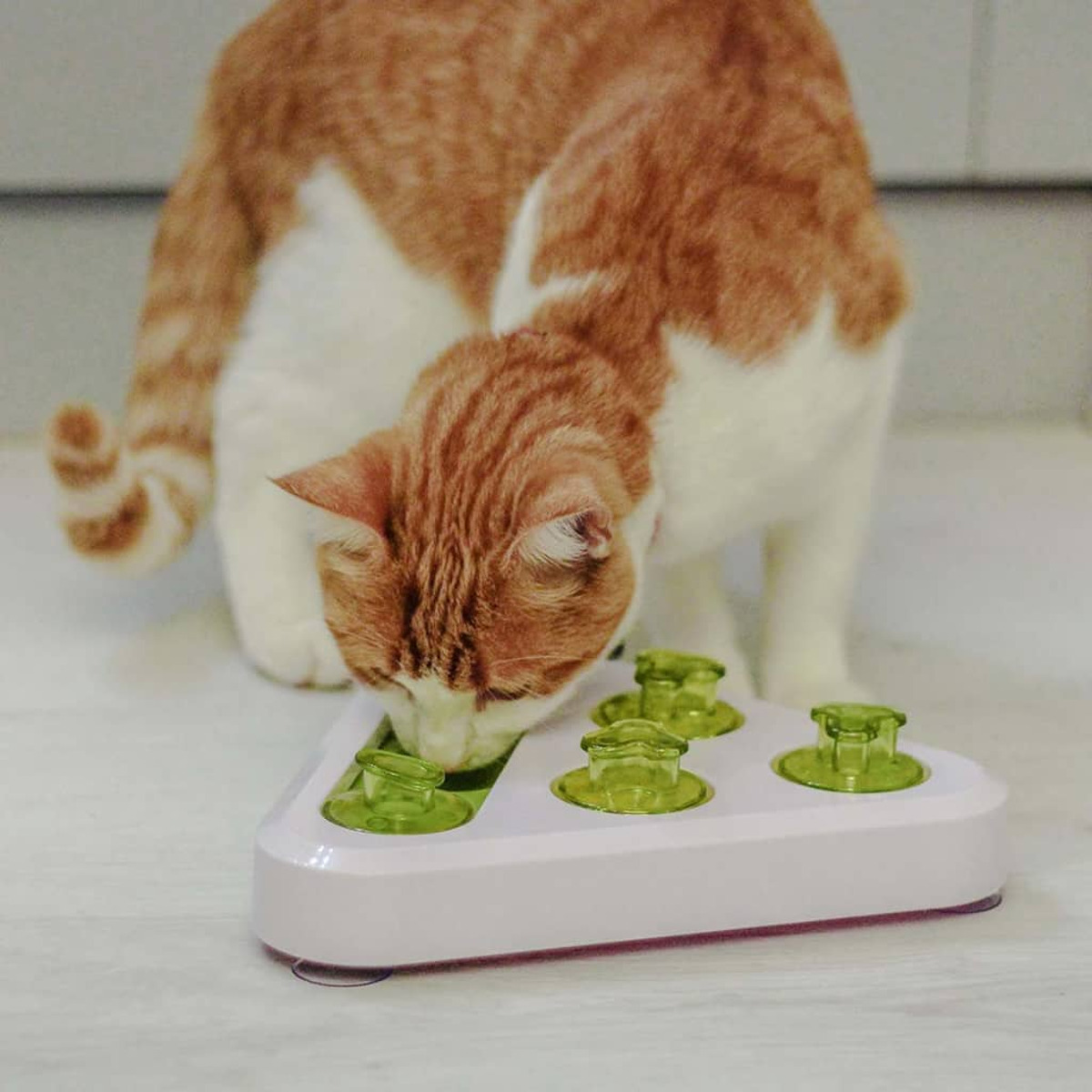 Un gato come de un comedero de rompecabezas. El gato es naranja y blanco. El comedero es blanco y verde.