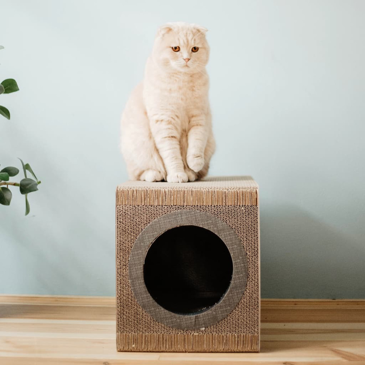 Beige Katze sitzt auf einem Pappkarton mit rundem Loch, vor blauem Hintergrund.