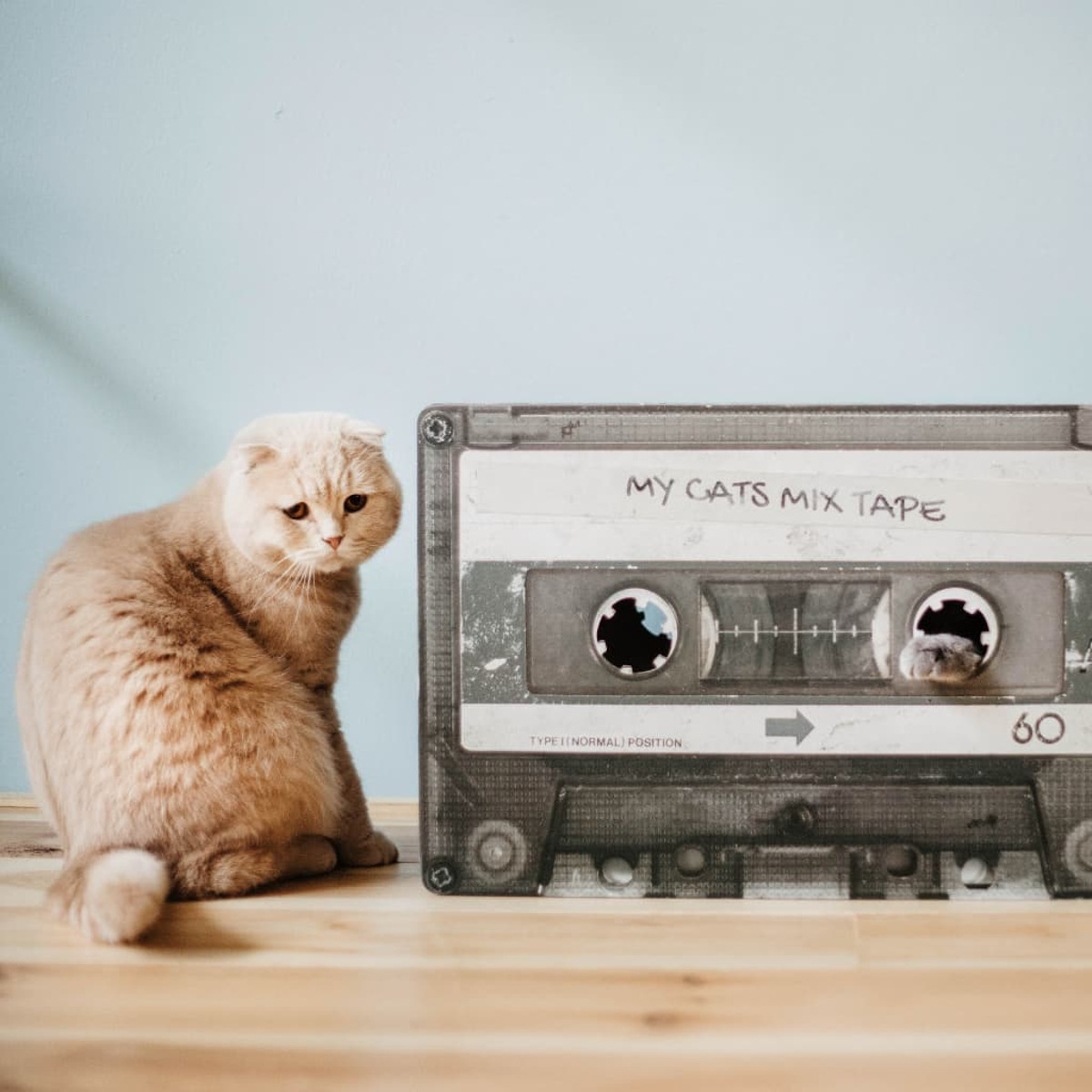 Eine hellbraune Katze sitzt neben einem Kassettenband mit der Aufschrift "MY CATS MIX TAPE" auf einem Holzboden.