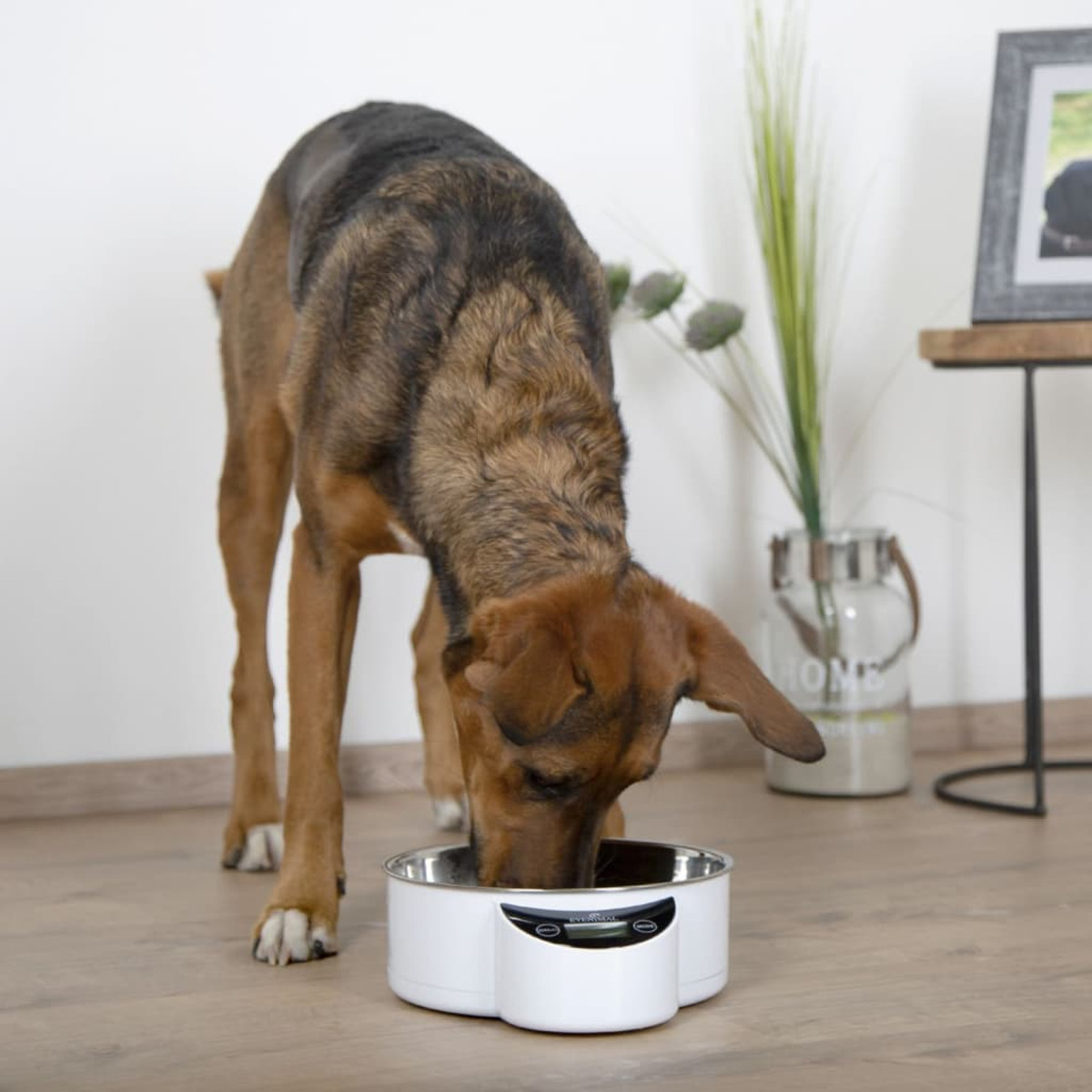 Ein Hund frisst aus einer weißen, modern aussehenden Futterschüssel in einem Zuhause.