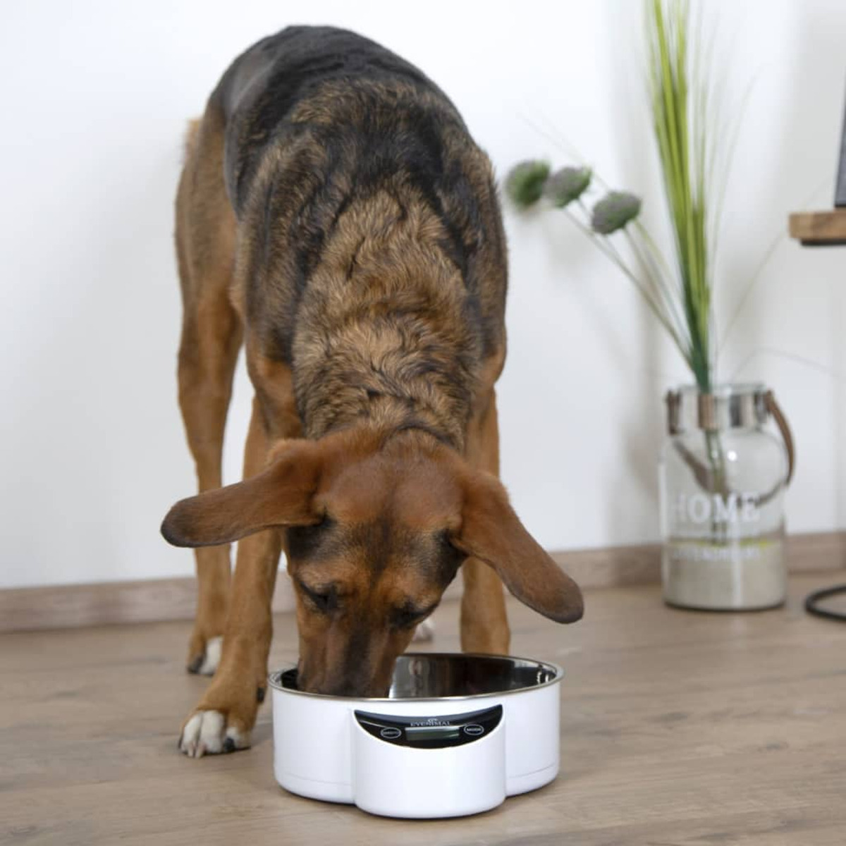 Ein Hund trinkt aus einer weiß-silbernen Schüssel. Der Hund ist braun und schwarz, der Boden ist Holz.