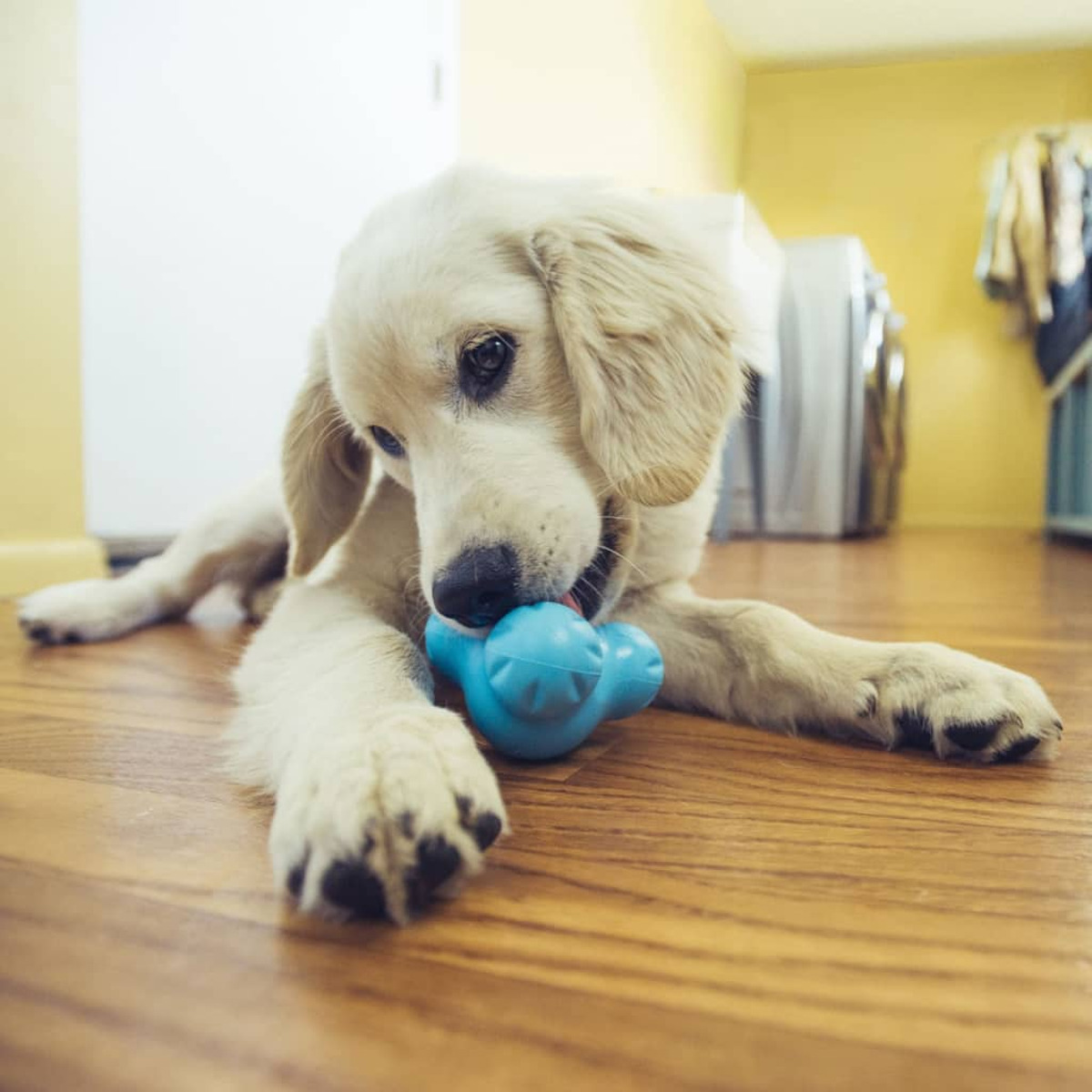Un cucciolo di golden retriever è sdraiato su un pavimento di legno, che mastica un giocattolo blu. Lo sfondo è un muro giallo.