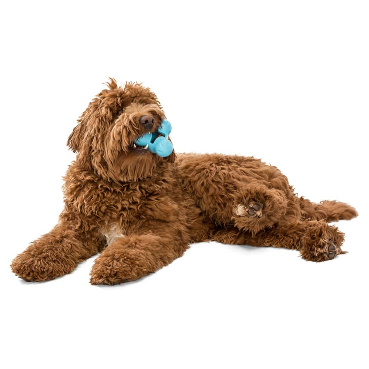 Un cane marrone sdraiato su un fianco, con un giocattolo blu da masticare in bocca.