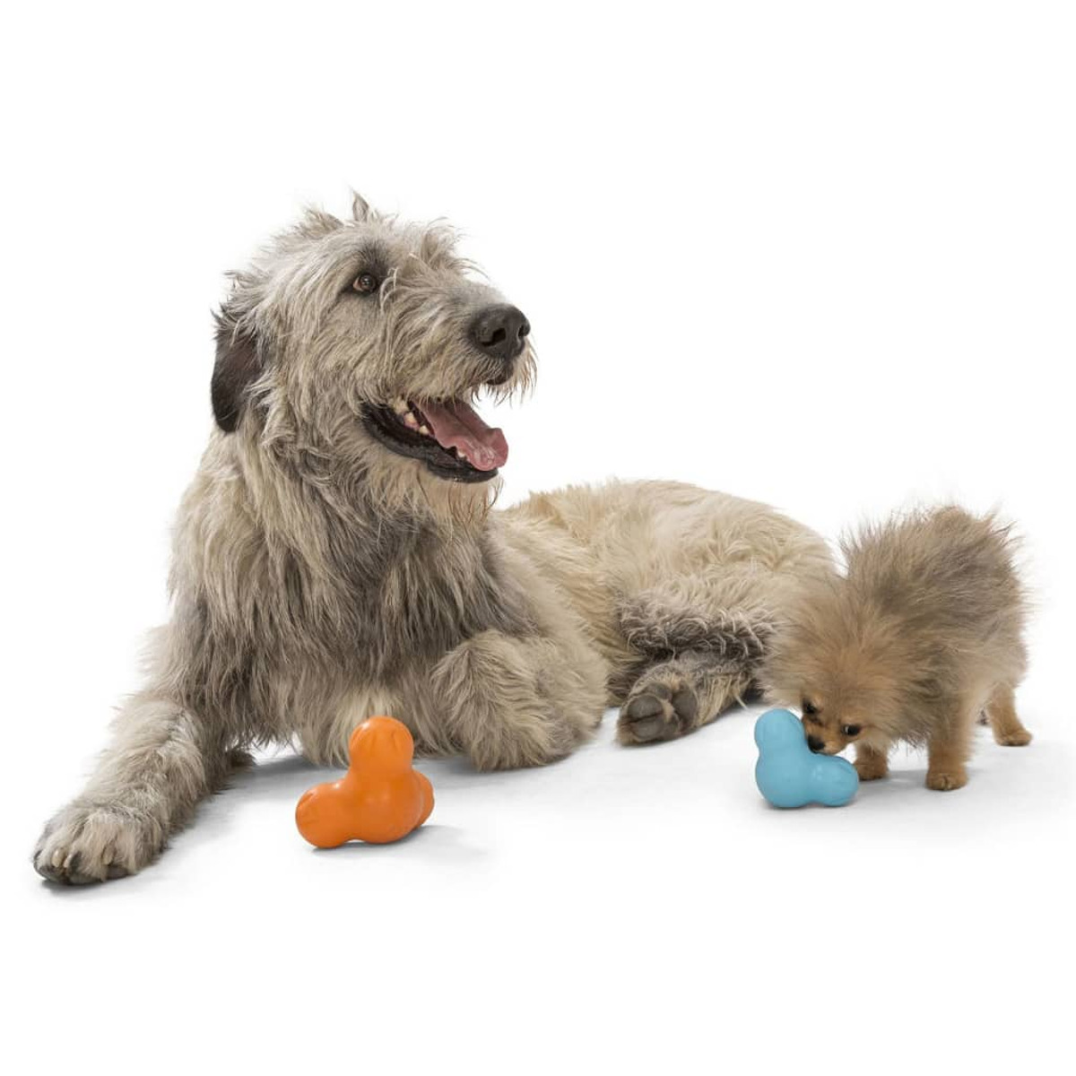 Un cane grande e un cane piccolo con giocattoli. Uno arancione e uno blu.