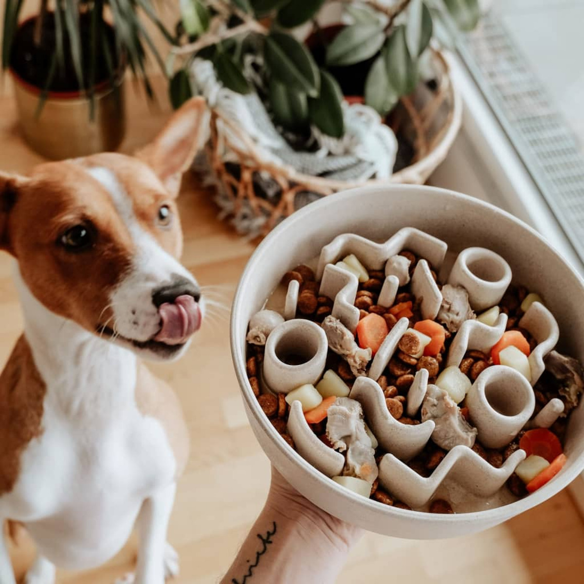 Hund leckt sich die Lippen in der Nähe einer Futterschüssel. Schüssel mit Labyrinth-Design.