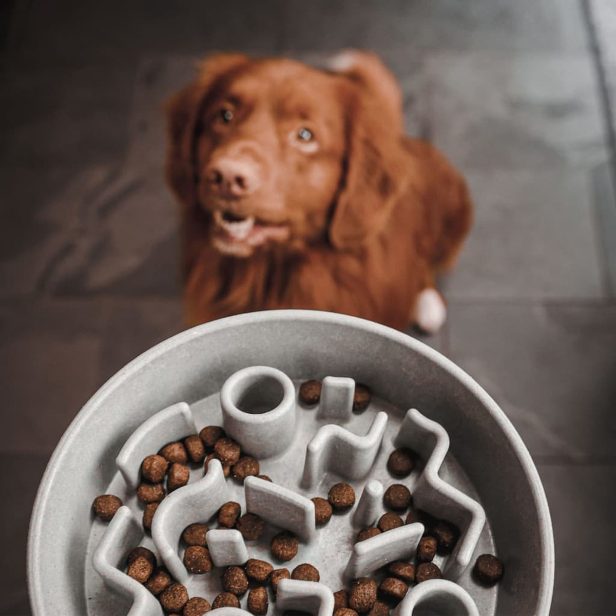 Hund blickt auf graue Slow-Feeder-Schüssel mit Futter. Der Hintergrund ist eine graue Oberfläche.
