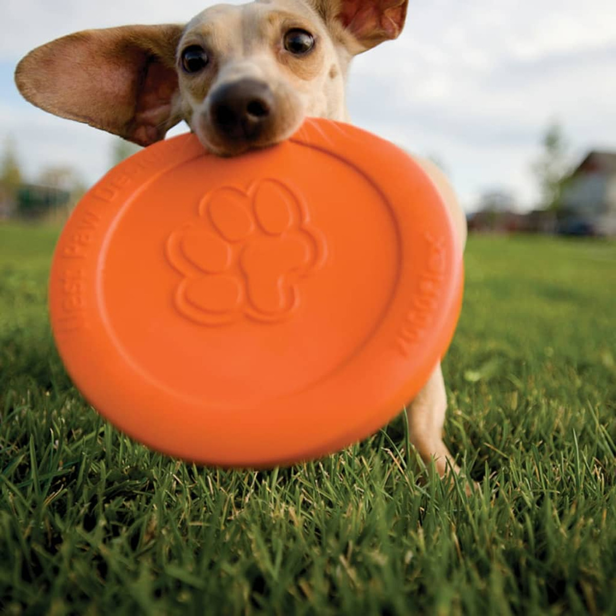 Cane piccolo con un frisbee arancione in bocca, in un campo erboso.