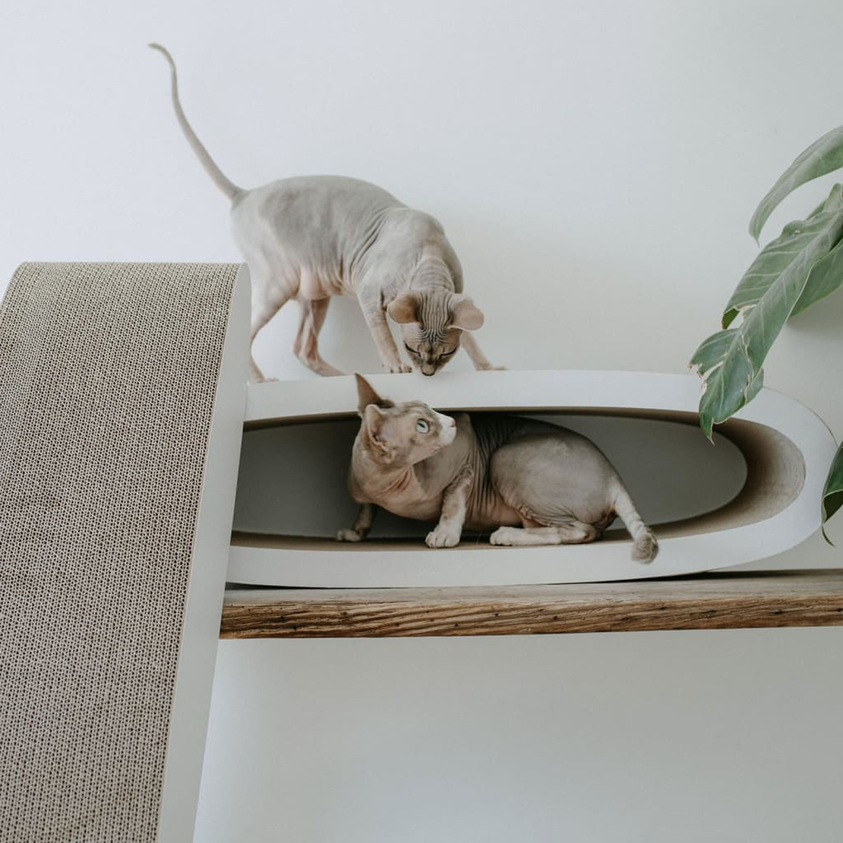 Zwei haarloose Katzen, eine auf einem Katzenregal, die andere oben. Eine Pflanze und ein Kratzbaum sind auch im Bild.