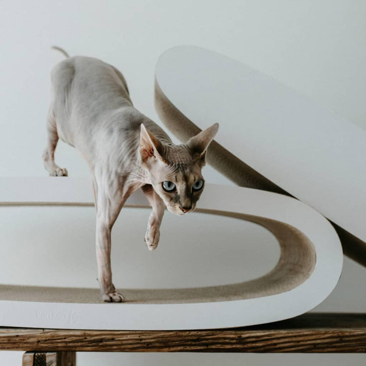 Eine Sphynx-Katze geht auf einem geschwungenen Kratzbaum, Holzsockel, weißer Hintergrund.