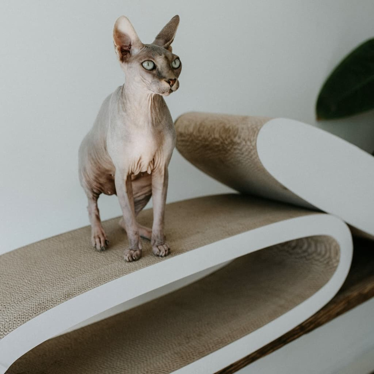 Eine haarlosen Katze, die auf einem gebogenen Kratzbaum steht und zur Seite schaut.