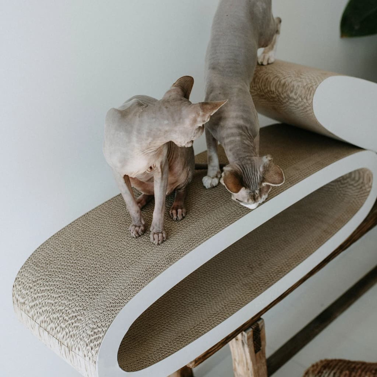 Zwei haarlose Katzen auf einem gebogenen Katzenschaber. Eine Katze blickt nach unten, die andere steht.