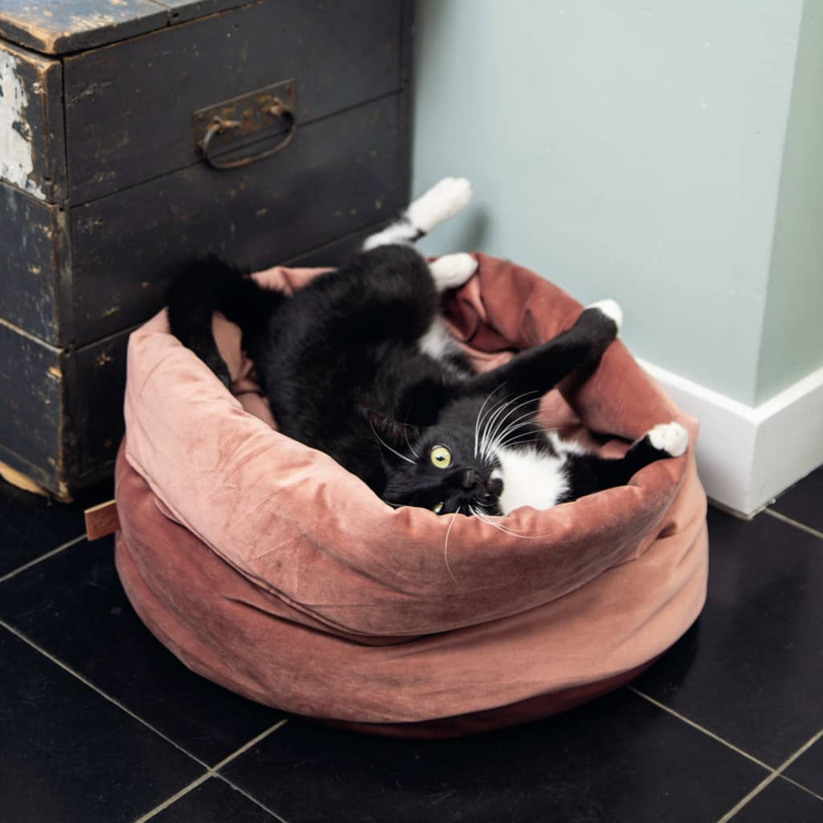 Schwarz-weiße Katze in einem rosa Bett. Holzkiste und Wand im Hintergrund.