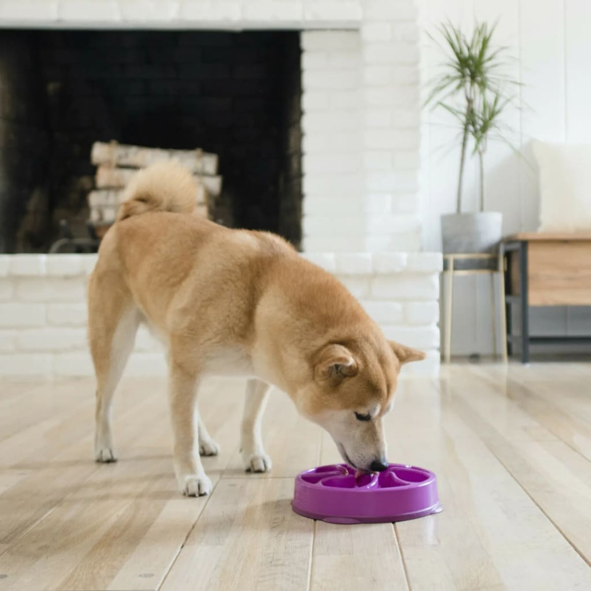 Ein Hund frisst aus einer lila Schüssel auf einem Hartholzboden. Kamin und Pflanze im Hintergrund.