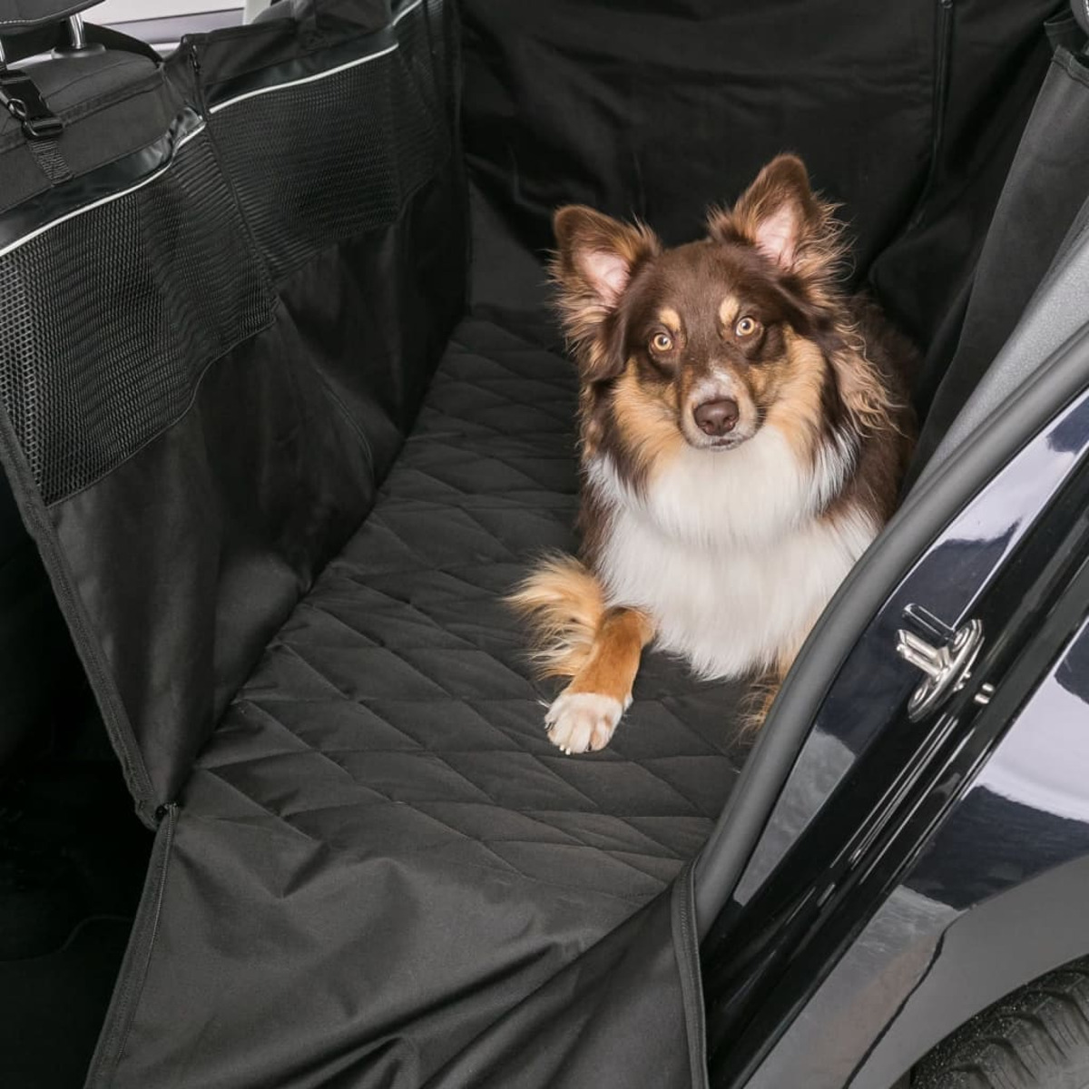 Hund in einem Auto mit schwarzem Innenraum. Der Hund ist braun und weiß, sieht in die Kamera.
