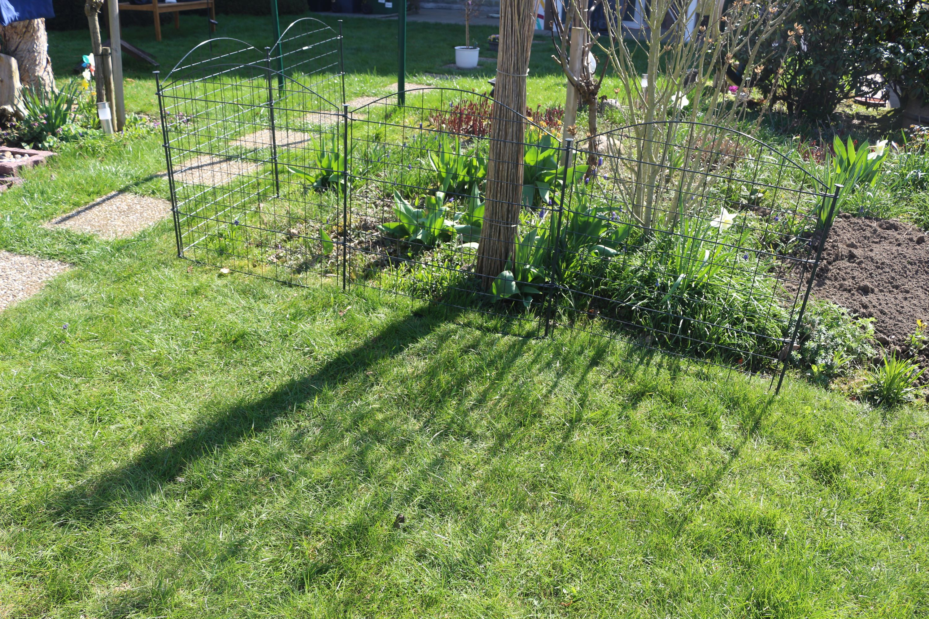 Garten mit Drahtzaun, Baum und Pflanzen, unter Sonneneinstrahlung.