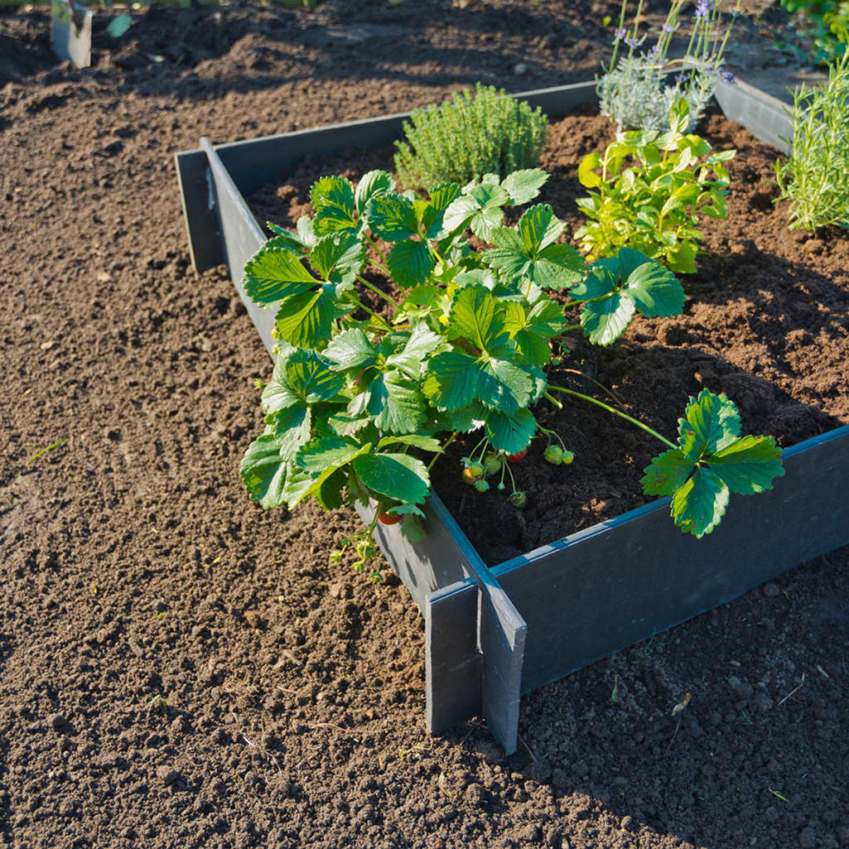 Un'aiuola quadrata con fragole e altre piante. Il terreno è marrone, il telaio grigio.
