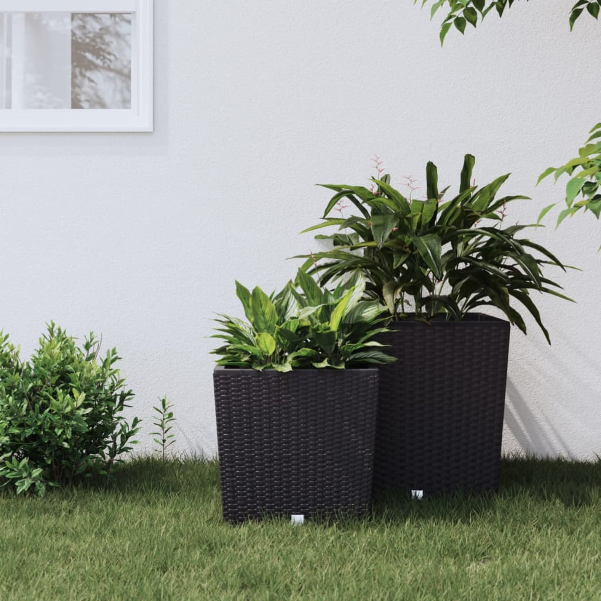 Zwei schwarze quadratische Pflanzgefäße mit Pflanzen, auf Gras, mit weißer Wand im Hintergrund.