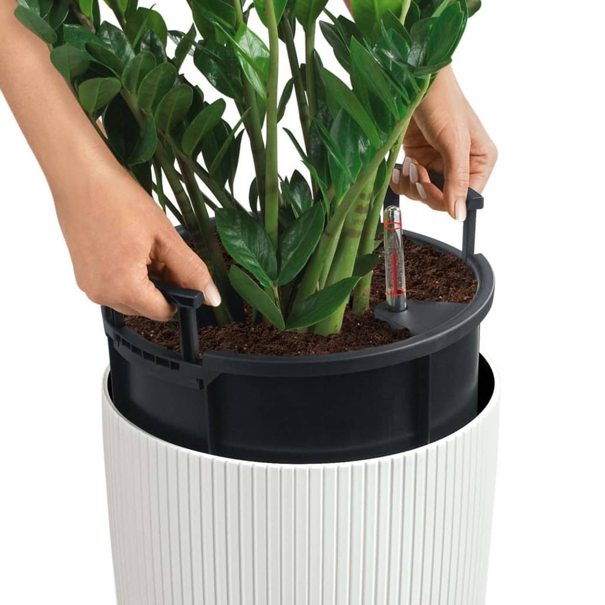 Mani che tengono una pianta in un vaso nero dentro una fioriera bianca a coste.