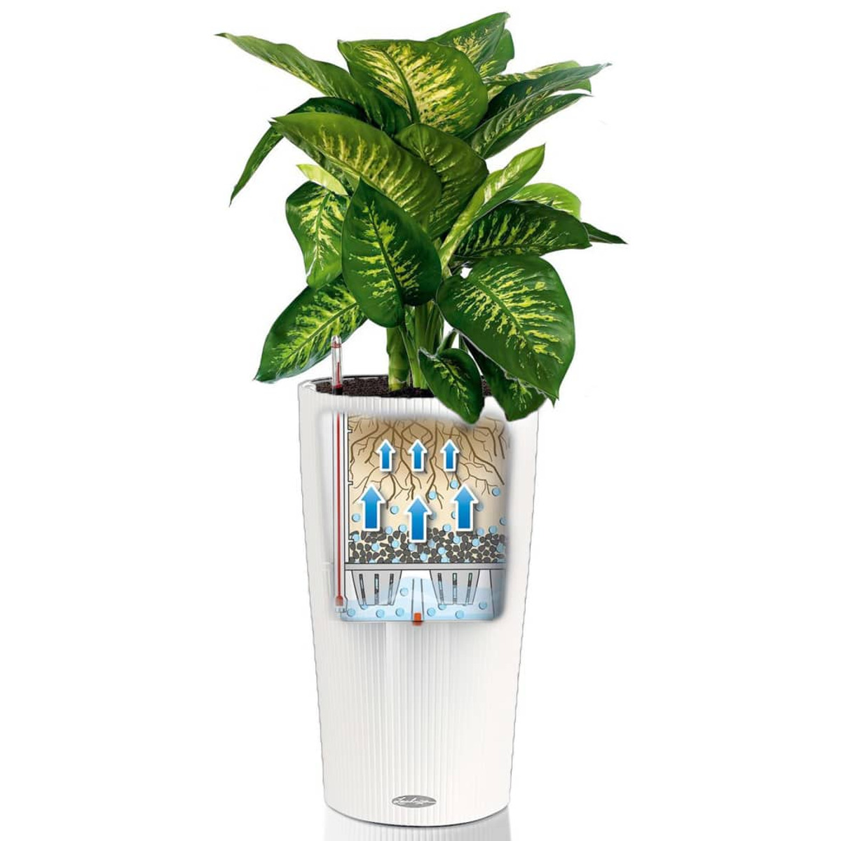 Vaso bianco alto con pianta verde. Radici visibili e diagramma del flusso d'acqua. Foglie verdi e gialle.