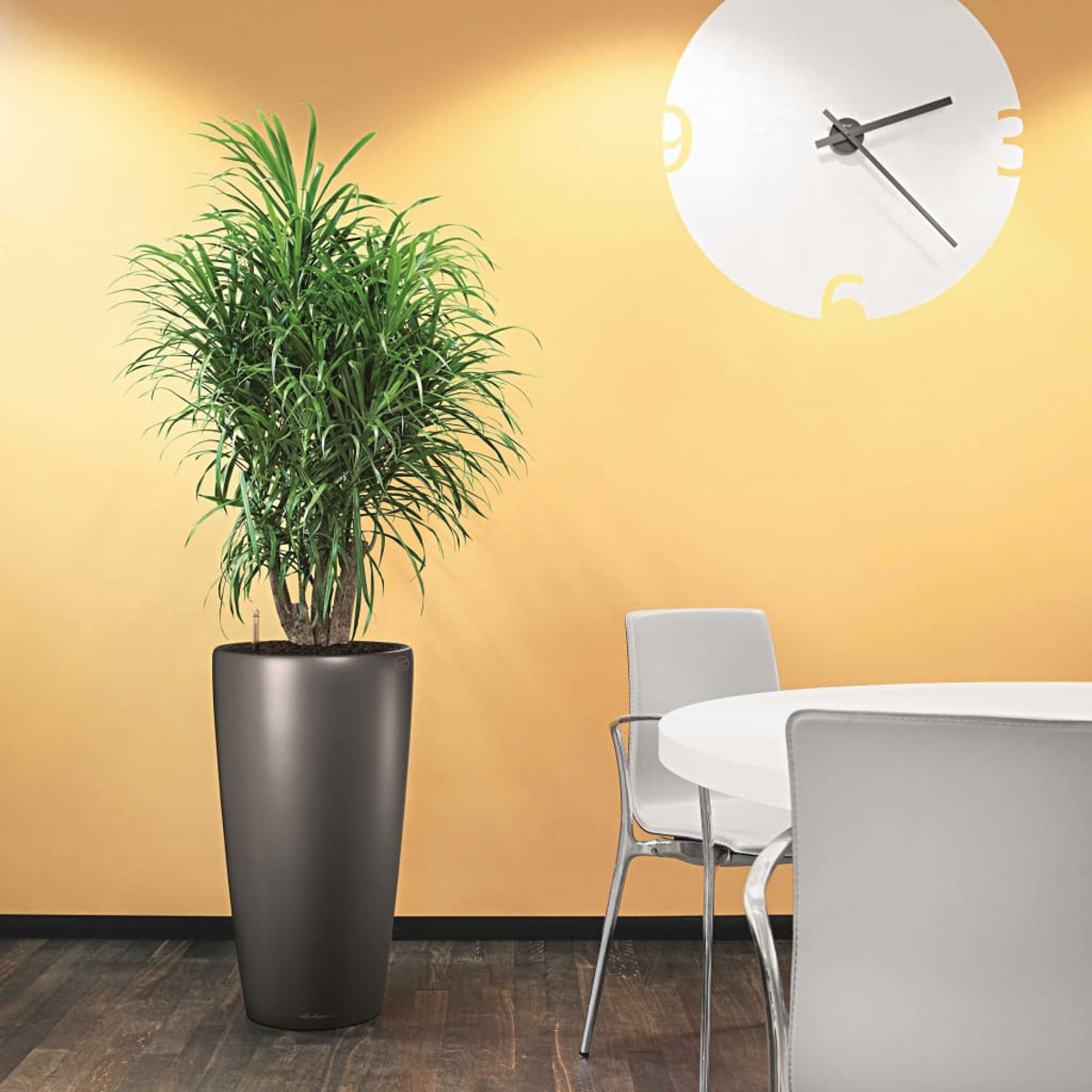 Hohe Pflanze in schwarzem Topf neben einem Tisch mit zwei Stühlen. Gelbe Wand, Uhr.