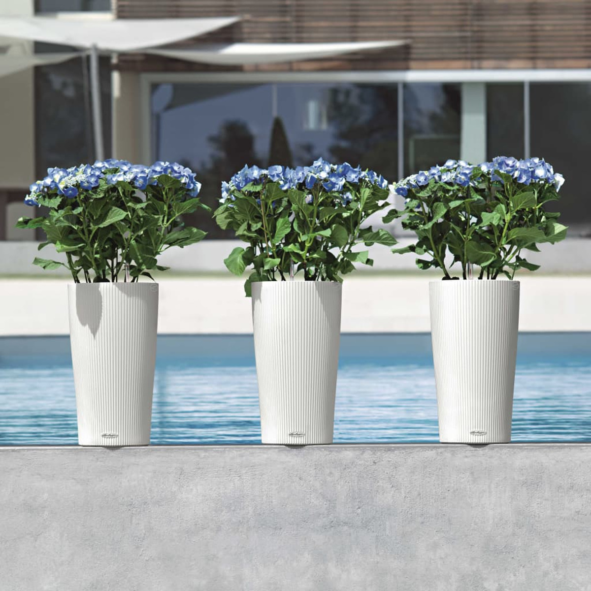 Tre fioriere bianche con ortensie blu, a bordo piscina.