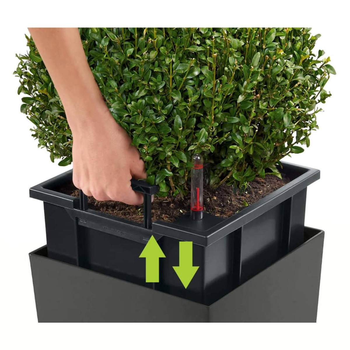 Hand pflegt eine grüne Pflanze in einem Topf mit Wasserstandsanzeige.