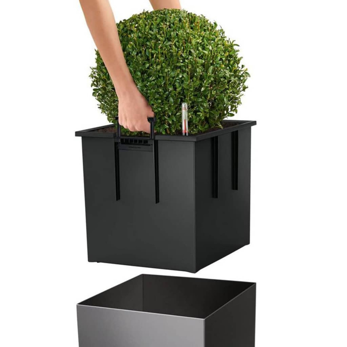 Eine Person hebt einen Blumentopf aus einem gr ößeren schwarzen quadratischen Pflanzgefäß.