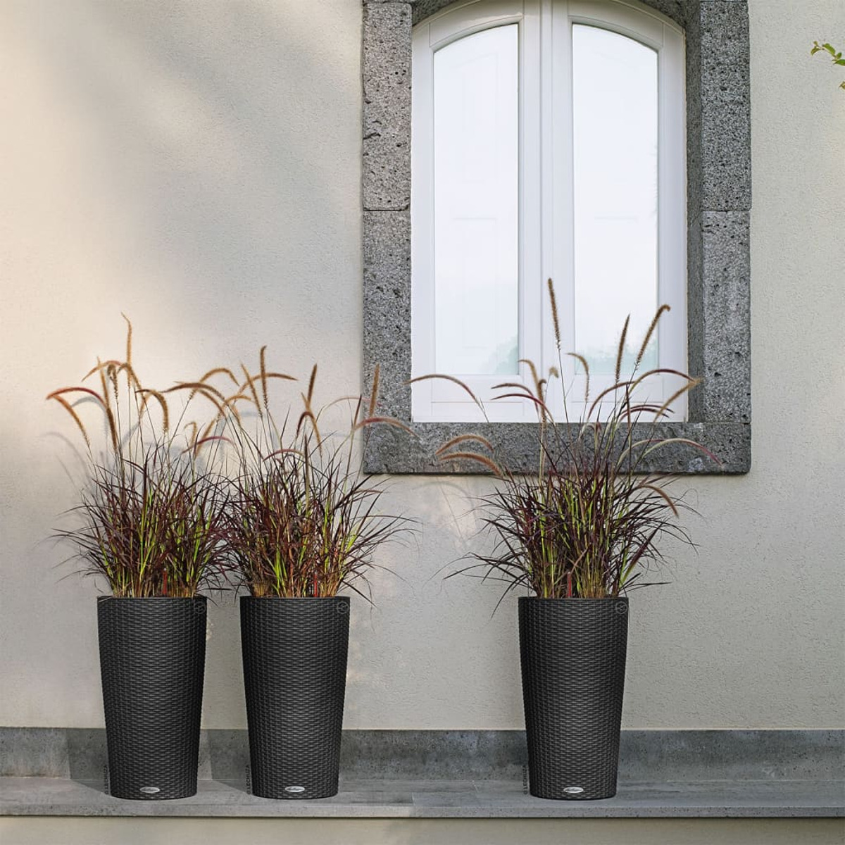 Trois jardinières noires avec de grandes herbes ornementales. Le fond est un mur blanc et une fenêtre.