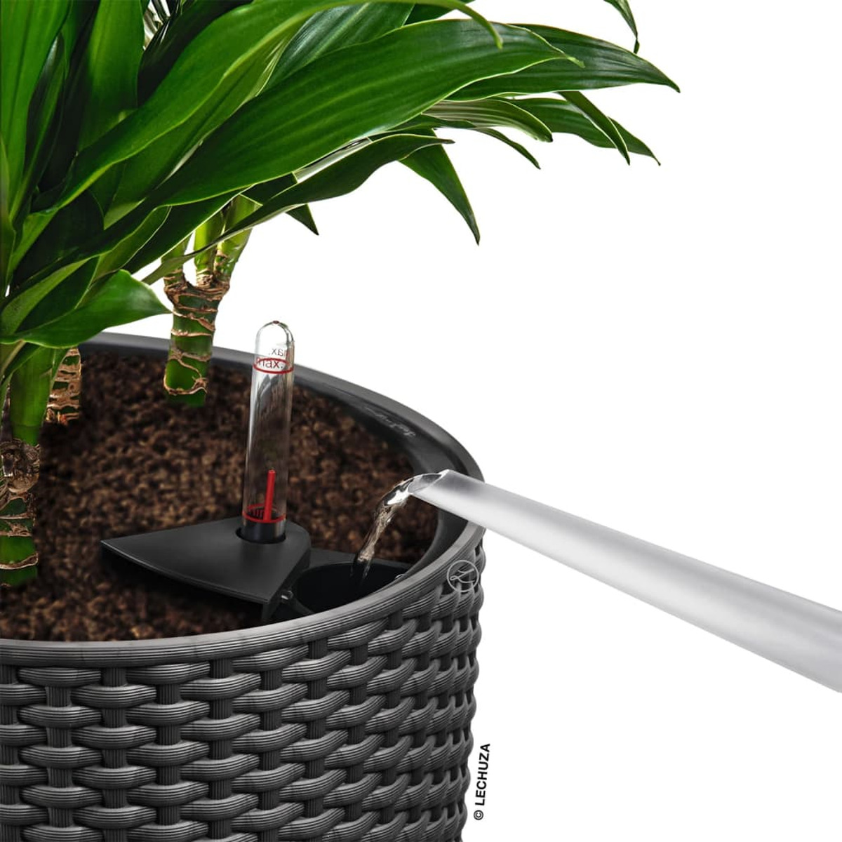 L'acqua viene versata in un vaso di fiori. La pianta è verde e il vaso è grigio scuro.