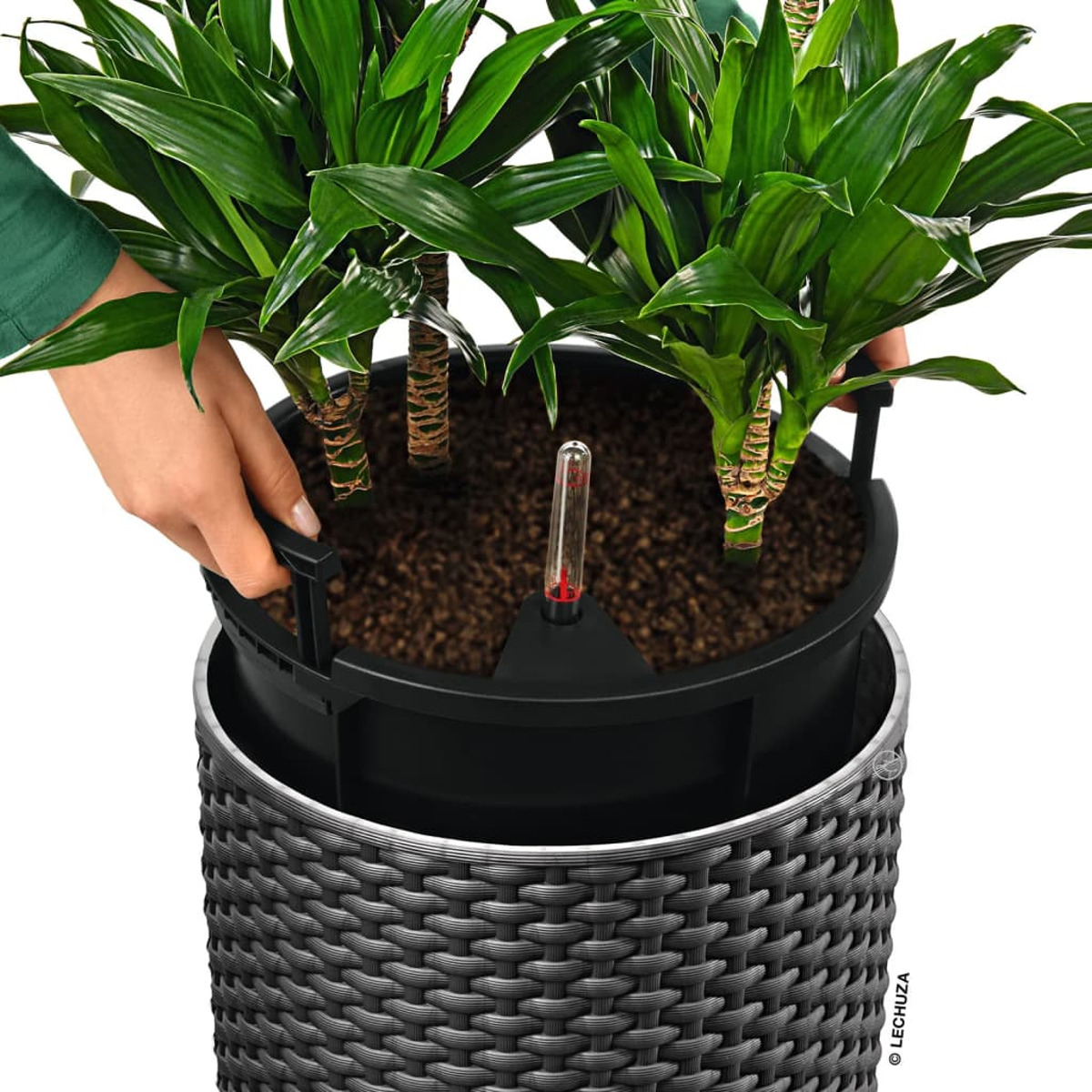 Personne tenant un pot de plantes vertes, pot noir et panier gris.
