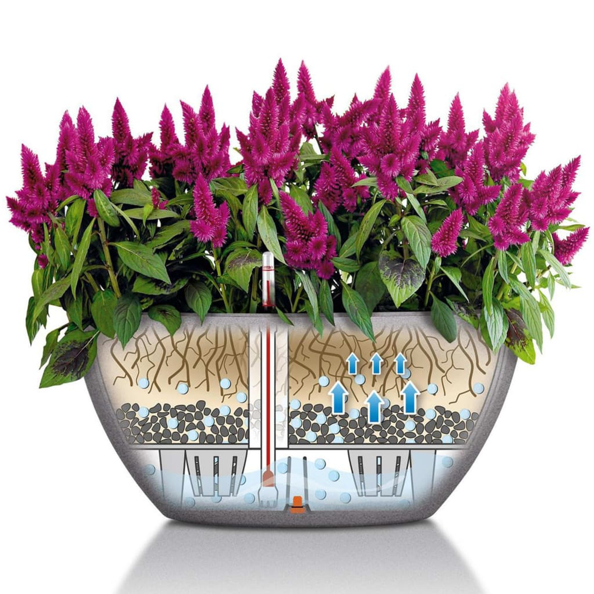 Une coupe transversale d'une jardinière avec des fleurs, montrant la terre, les racines, l'eau et un indicateur de niveau d'eau.