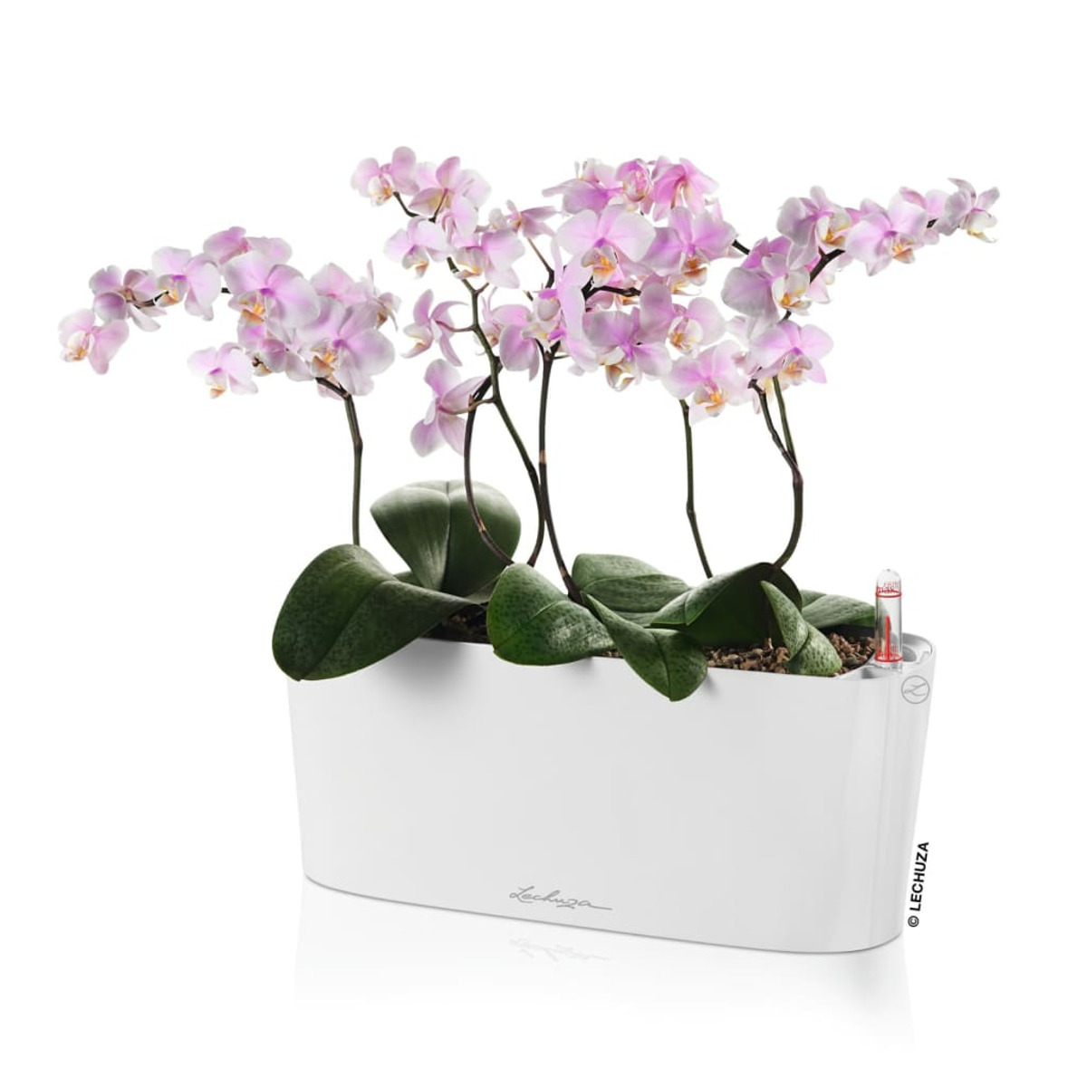 Jardinière blanche avec des orchidées roses. L'image est sur un fond blanc.
