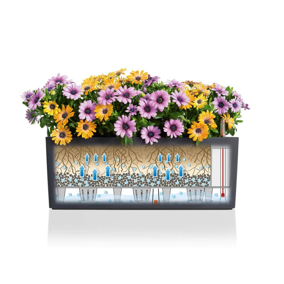 Rechteckiger Pflanzkübel mit bunten Blumen, der Wurzeln, Wasser und Filterschichten zeigt.