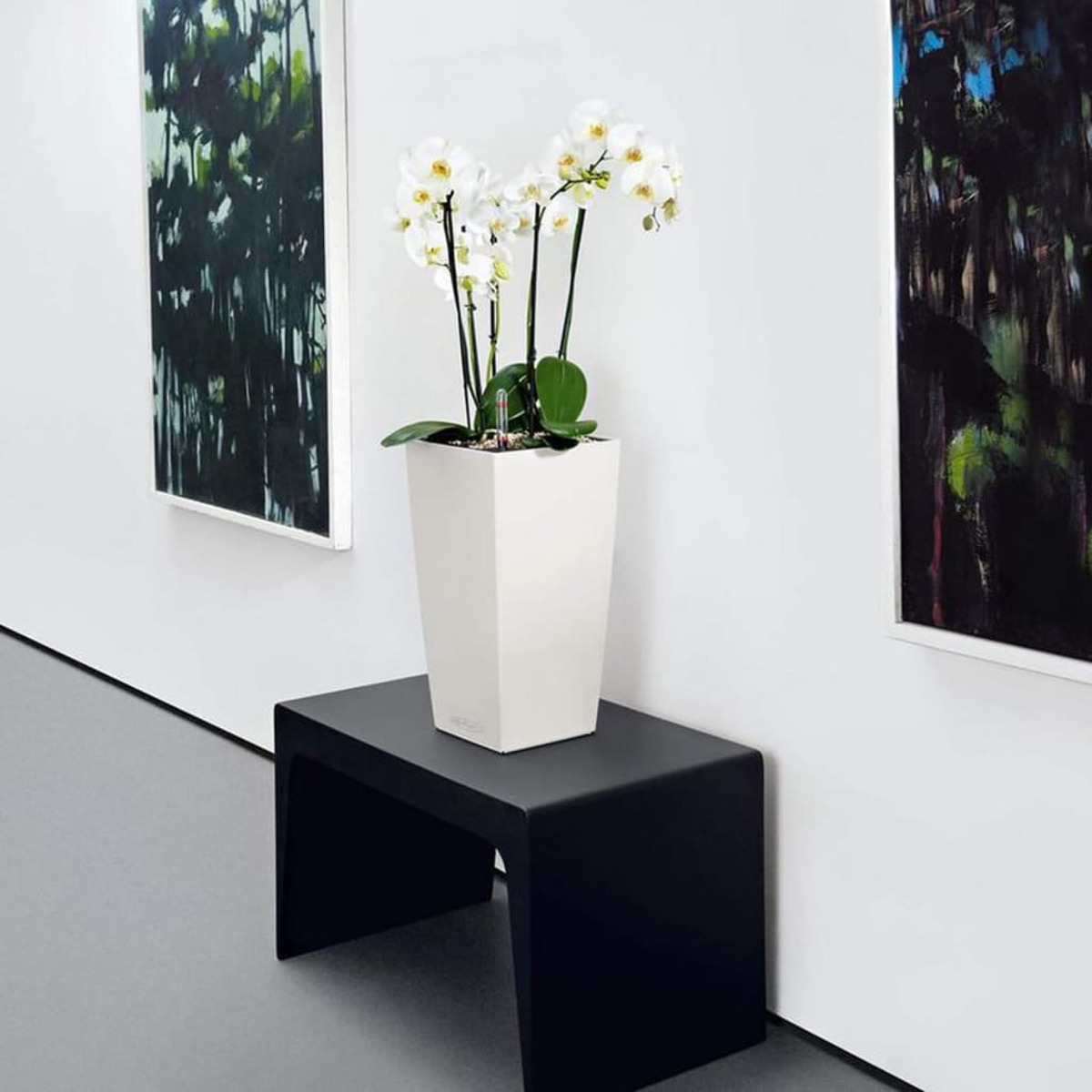 Weiße Orchidee in einem weißen Topf auf einer schwarzen Bank, mit abstrakten Gemälden an einer weißen Wand.