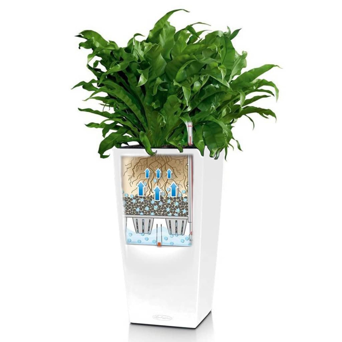 Ein weißer Blumentopf mit einer grünen Pflanze. Ein Querschnitt zeigt die Wurzeln und den Wasserfluss.