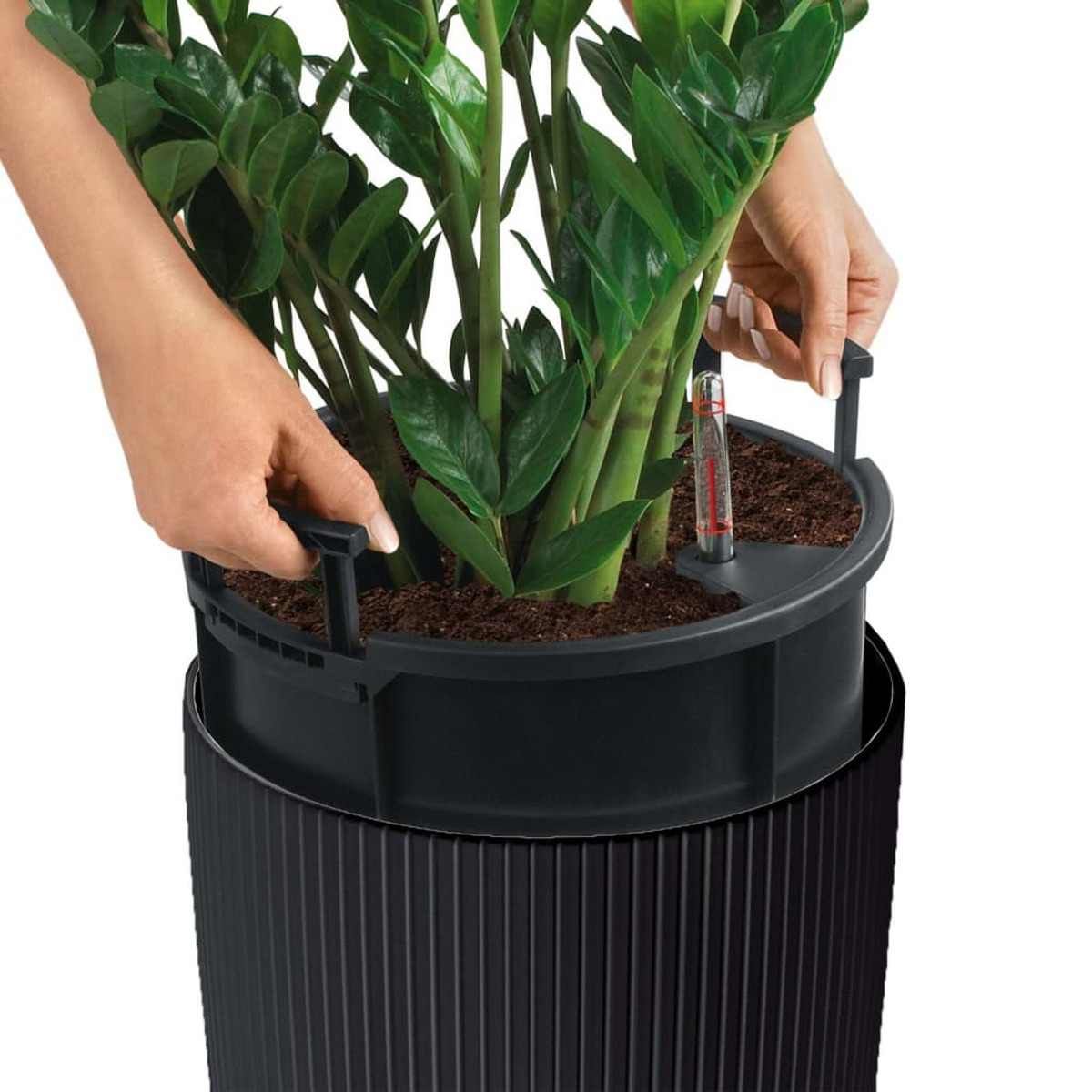 Mains plaçant une plante dans un pot noir. La plante a un indicateur de niveau d'eau.